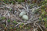Short-billed Gullborder=